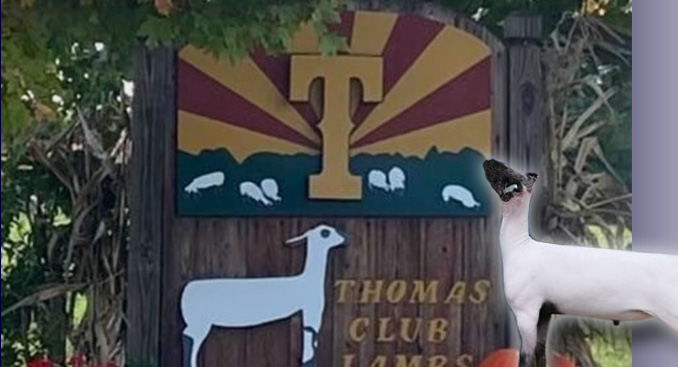 Thomas Club Lambs